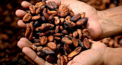 Image of cocoa used to make African black soap – beans in hands